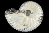Fossil Ammonite (Discoscaphites) - South Dakota #117207-1